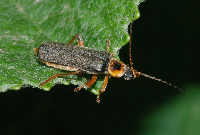 Cantharis nigricans e Cantharis cfr decipiens